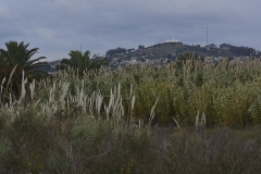 Vegetación