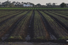 Oeste Rural